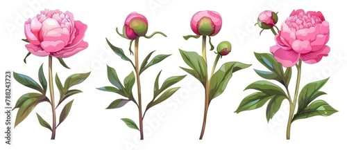 Elegant Pink Peonies in Bloom - Botanical Illustration Art - Generative AI