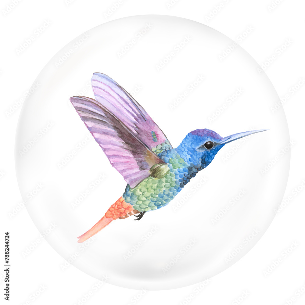 Fototapeta premium Colorful hummingbird png sticker, animal in bubble, transparent background
