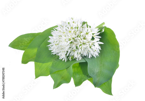 Medicinal plant Bear's garlic - Allium ursinum. Garlic has green leaves and white flowers,on isolated white background
