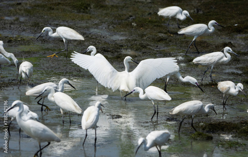 Many white egrets birds