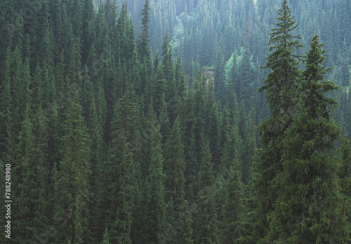 Green trees in a forest of old spruce, fir and pine trees in wilderness of a national park.