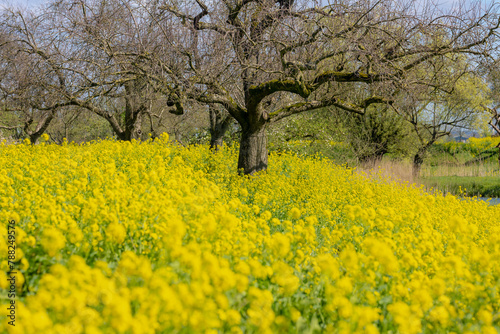 Spring landscape, Golden yellow flowers and blue sky, White mustard (Sinapis alba) is an annual plant of the family Brassicaceae, Rapeseed or Oilseed rape, Groeneweg, Schalkwijk, Utrecht, Netherlands. photo