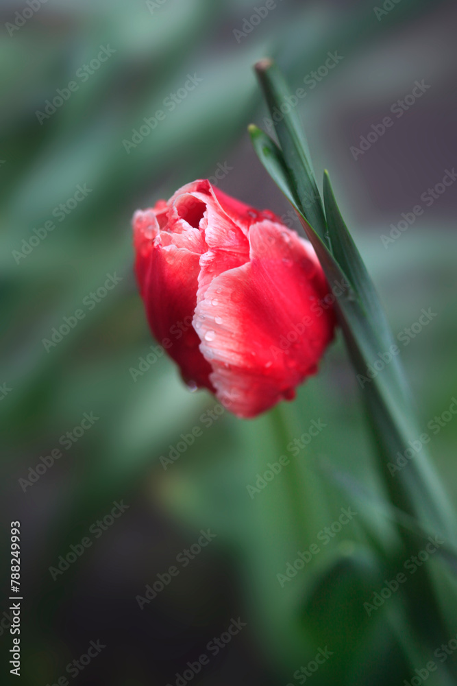 Fototapeta premium Raindrops on petals of colorful tulip