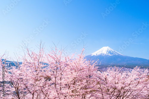 春の新倉山浅間公園　満開の桜と富士山【山梨県・富士吉田市】　
Arakurayama Sengen Park in spring. Mt. Fuji and cherry blossoms in full bloom - Yamanashi, Japan