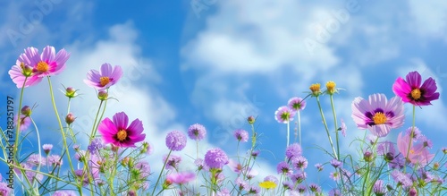 A field of flowers underneath a bright blue sky and sunshine.