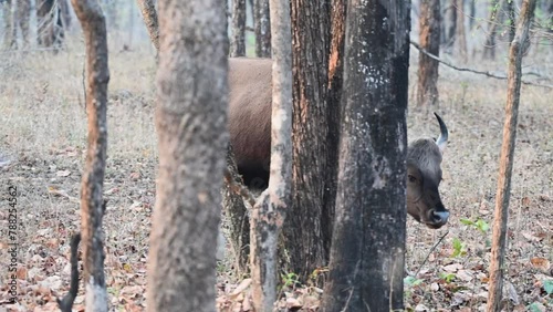 Indian gaur walking around leisurely in the forest of Pench national park photo