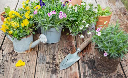  carnation flowers in flowerpot and colorful viola with  shovel and dirt on a wooden table