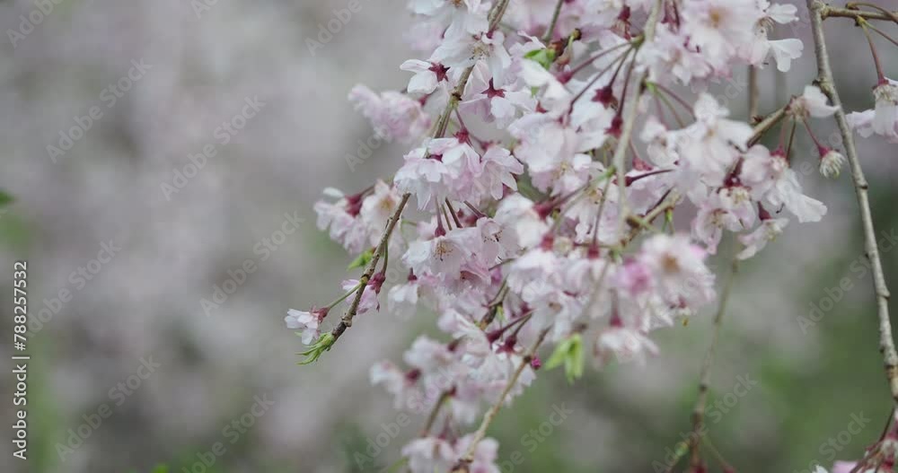 春の満開の桜の花と太陽の光 春の満開の桜の花と太陽の光