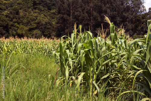 Corn field in the countryside , brazil