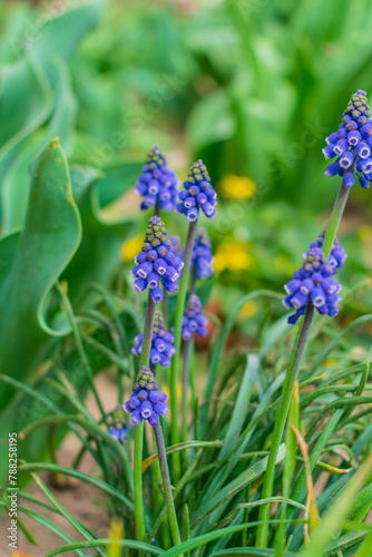 blue muscari aucheri in the garden photo