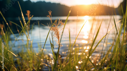 Paysage d'un coucher de soleil sur un lac en arrière-plan, avec au premier plan des herbes, plantes. Arrière-plan de flou. Reflet du soleil sur l'eau. Pour conception et création graphique.