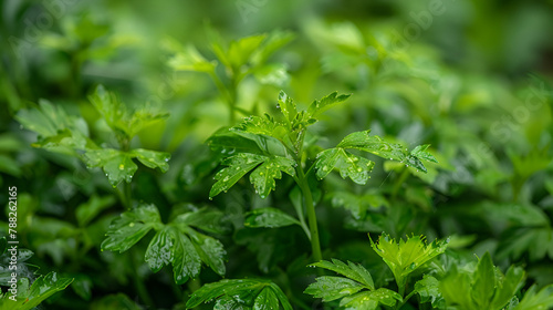 Citronella Plant Mosquito Repellant  generative ai