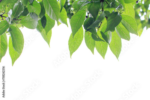 green leaf, a leafy shade. green leaves isolated on white