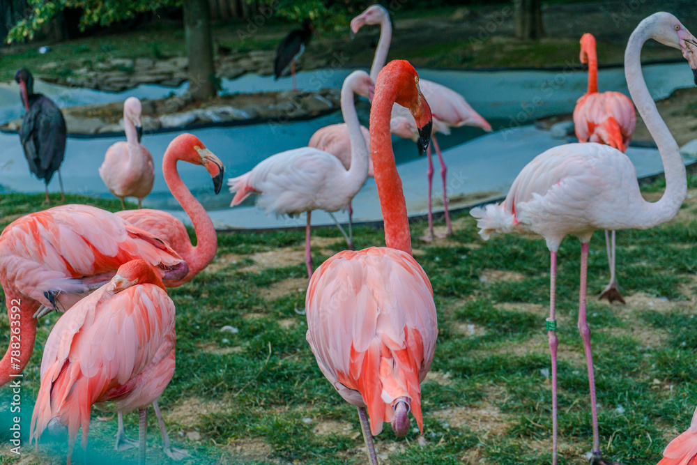 Caribbean Flamingos standing together Caribbean Flamingos standing together