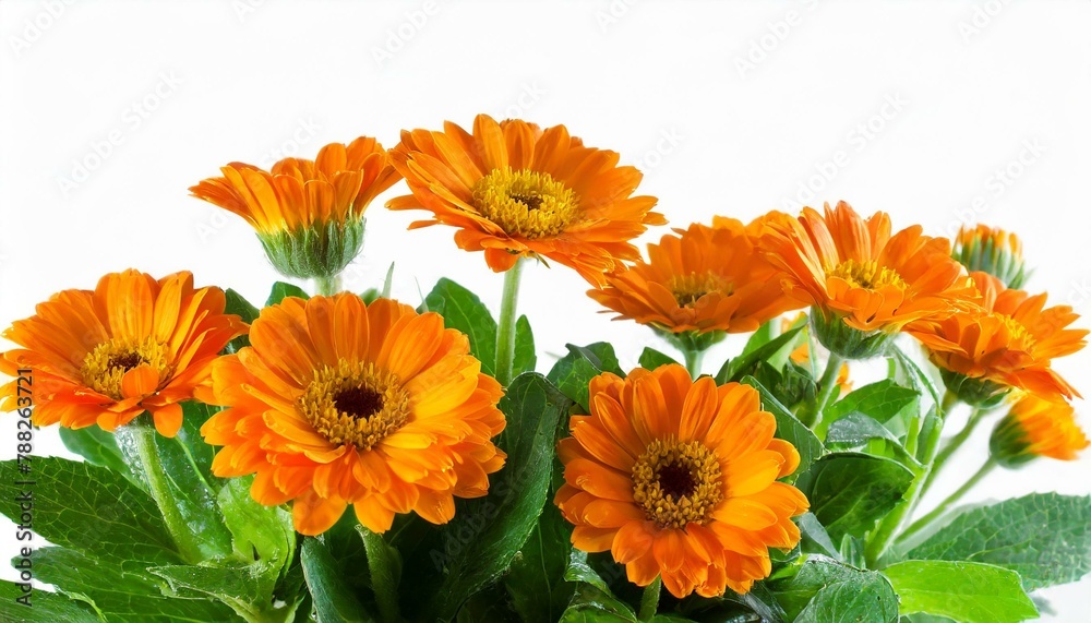 orange flowers foreground isolated on white background orange flowers foreground isolated on white background