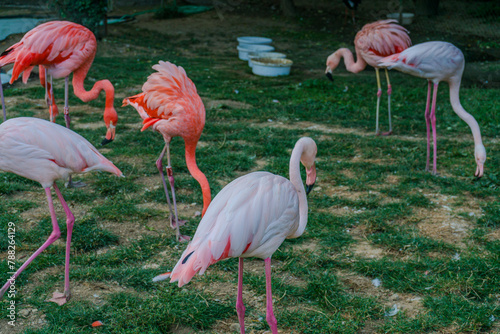 Caribbean Flamingos standing together