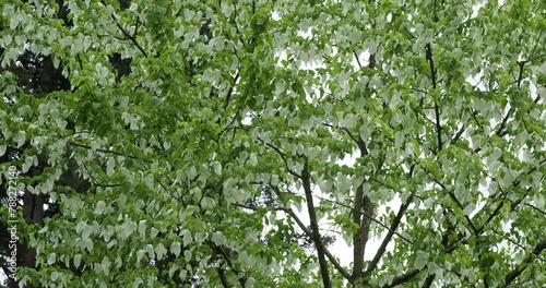 (Davidia involucrata) Dove-tree or Handkerchief tree in spring flowering quivering in the wind
 photo