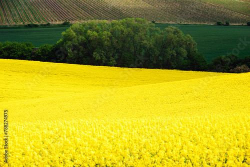 Pole kwitnącego rzepaku. Czechy, Morawy.  © malgo_walko