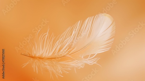 A macro shot of a delicate white feather against a vibrant orange background  highlighting the natural beauty and intricate details of this winged fashion accessory.