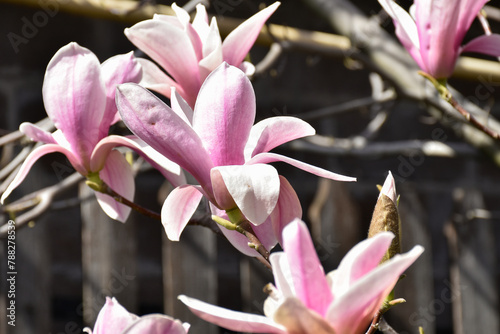 Magnolia pink flowers  blooming flowering tree in spring garden on background of wooden fence  warm sunny day  countryside.