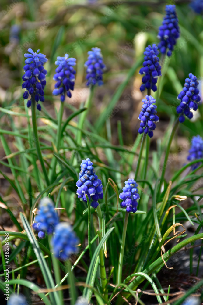 Grape hyacinth, muscari blue flowers grow in spring meadow among green grass. Grape hyacinth, muscari blue flowers grow in spring meadow among green grass.
