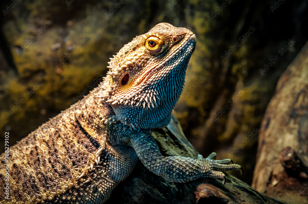 Portrait of cute agama lizard (bearded dragon) Portrait of cute agama lizard (bearded dragon)