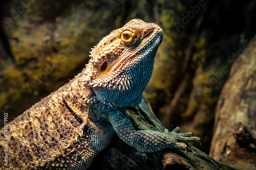 Portrait of cute agama lizard (bearded dragon)