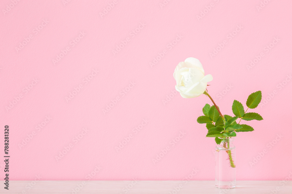 One fresh white rose flower with green leaves in glass vase on table at pink wall background. Pastel color. Empty place for inspirational, sentimental text, lovely quote or sayings. Front view.