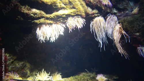 Sea anemones predatory of order Actiniaria photo