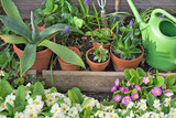 succulent potted and gardening equipment in a garden with flowers blooming