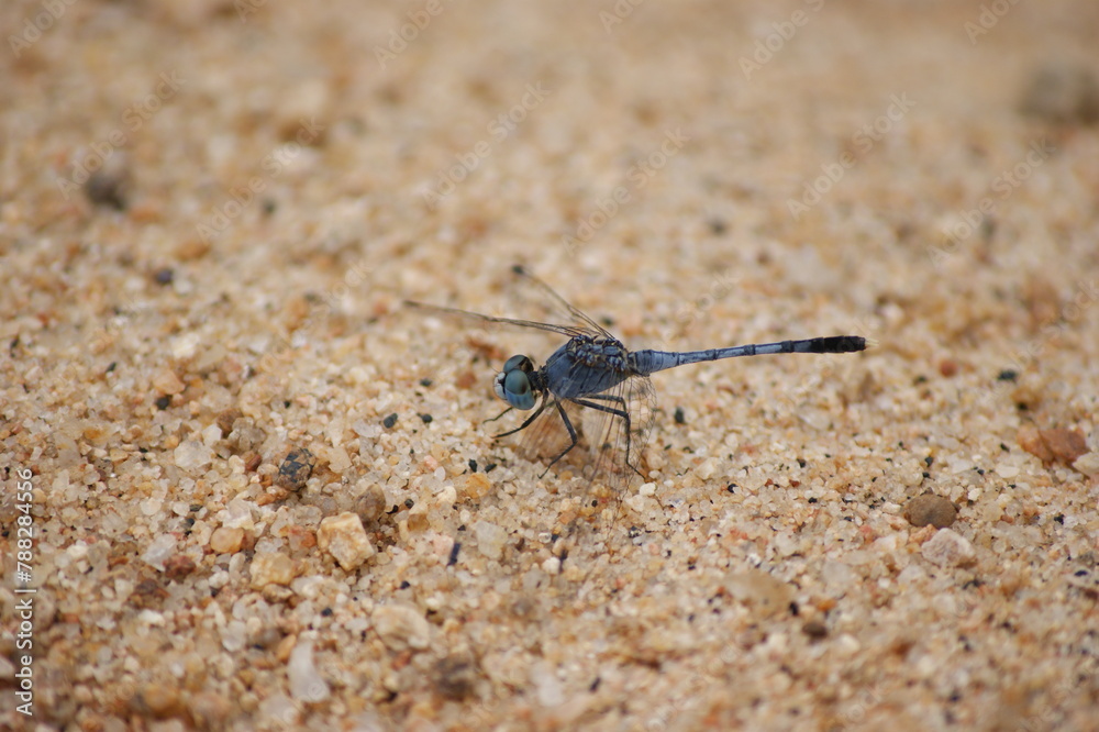 A Bihar Ballet of Butterflies and Dragonflies
A Bihar Ballet of Butterflies and Dragonflies