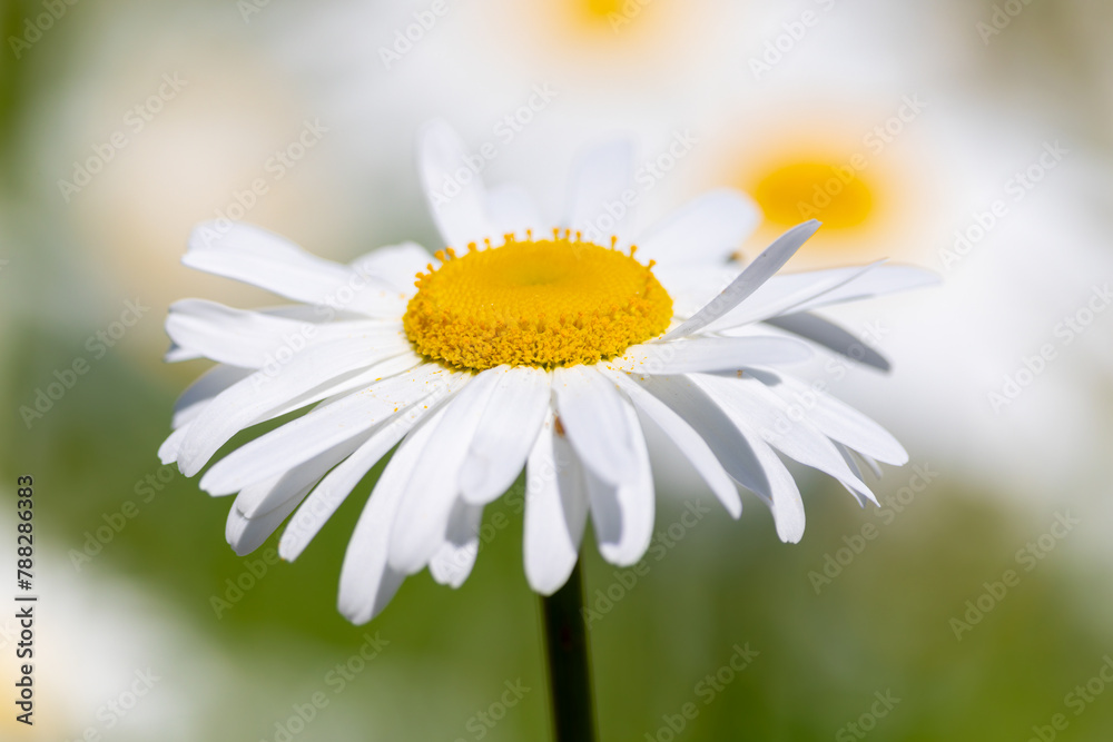 Naklejka premium Oxeye Daisy flower 