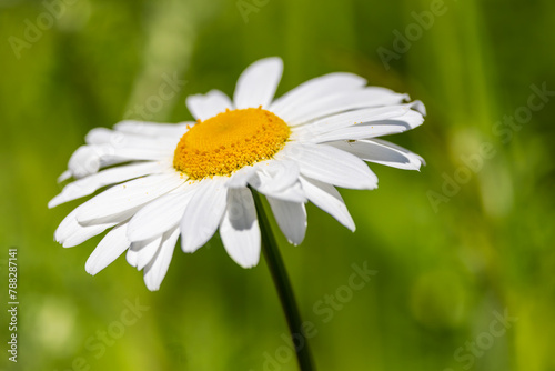Canvas Print Oxeye Daisy flower Leucanthemum vulgare growing wild during summer