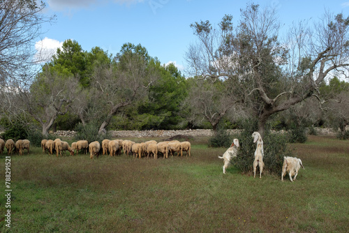 herd of sheep