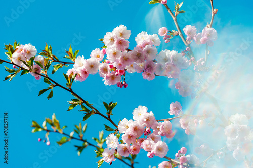 Motion Blur Background. Beautiful and cute pink Kawazu Zakura (cherry blossom) against blue sky with sun rays, wallpaper background.