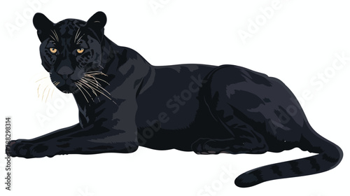 Black panther isolated on white background. Stunning