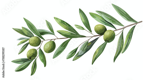 Bran  of olive tree with green fruits and leaves photo