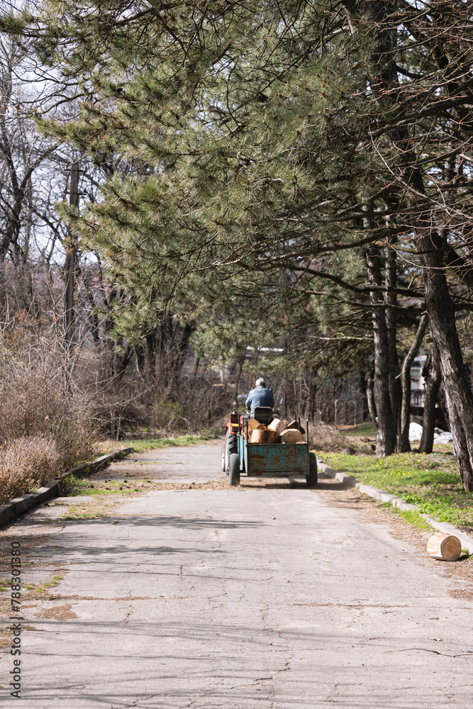 Obraz premium The man is riding a tractor in the garden along a road lined with pine trees