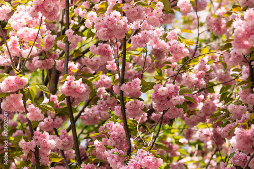 Blooming sakura branches in spring © Olena