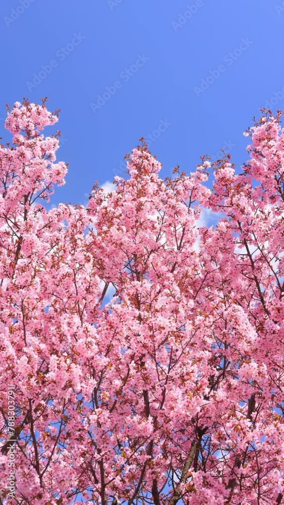 vertical video of Cherry blossoms swaying in the wind and blue sky vertical video of Cherry blossoms swaying in the wind and blue sky