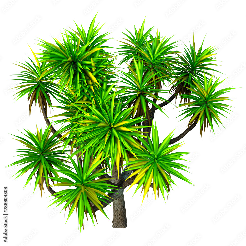 3D Rendering Cabbage Palm Tree on White 3D Rendering Cabbage Palm Tree on White