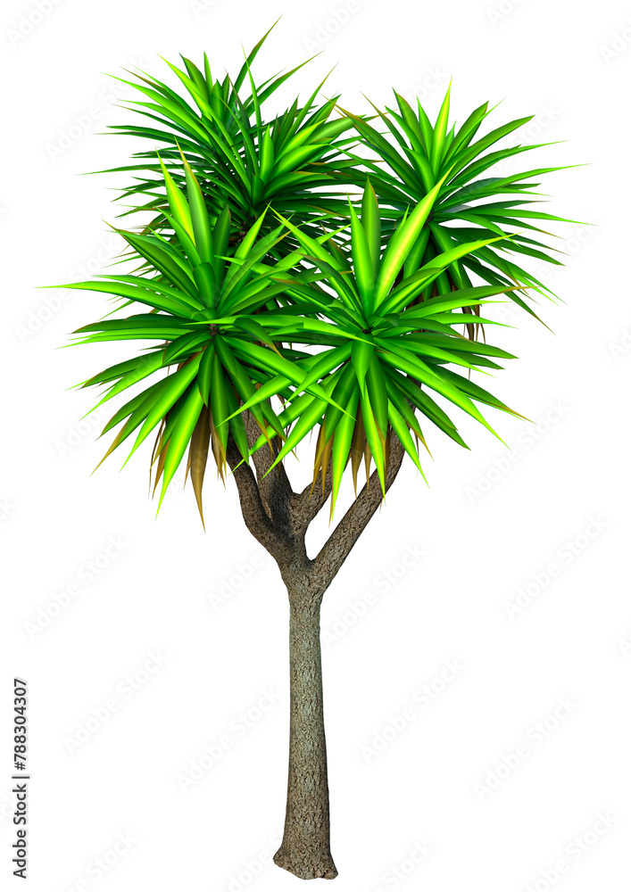 Fototapeta premium 3D Rendering Cabbage Palm Tree on White