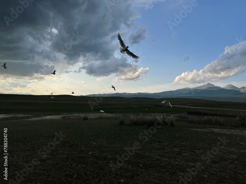 birds flying over the field