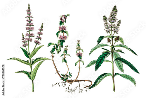 Pink and white pennyroyal flowers png botany sketch
