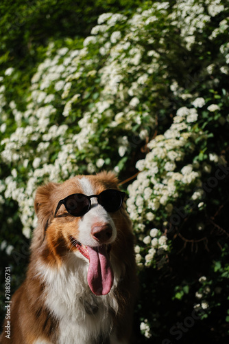 A brown Australian Shepherd sits and poses in a spring park next to a spirea bush with white flowers. Beautiful dog aussie red tricolor on a walk with a happy face. Puppy with sunglasses outside.