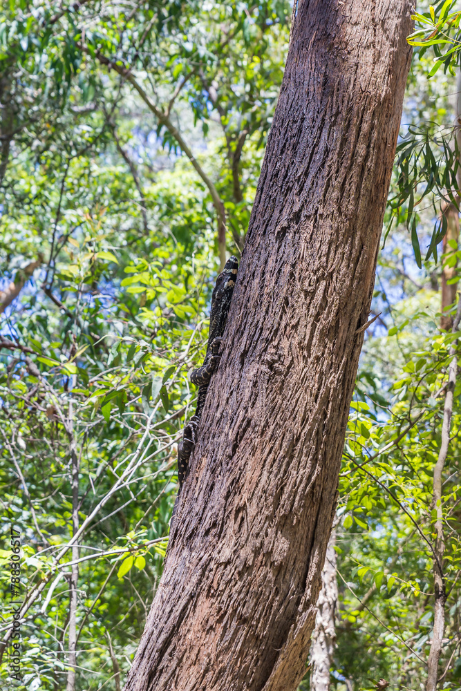 Lace Monitor climbing up a Tree Trunk, New South Wales, Australia. Lace Monitor climbing up a Tree Trunk, New South Wales, Australia.
