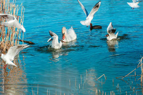 Playful seagulls and white swan against the backdrop of a pond with reeds . Birds with spread wings.