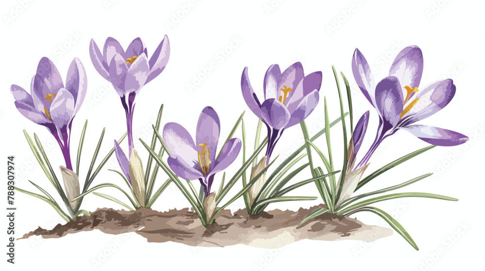 Crocus sativus botanical vintage realistic drawing