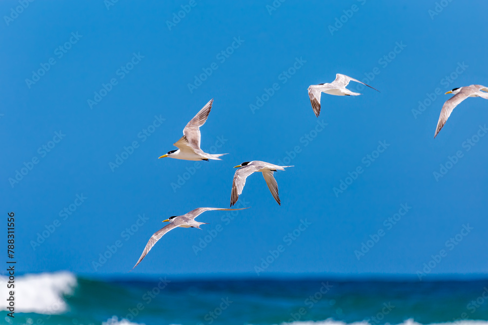 Obraz premium Crested Terns Flying above Ocean, New South Wales, Australia.