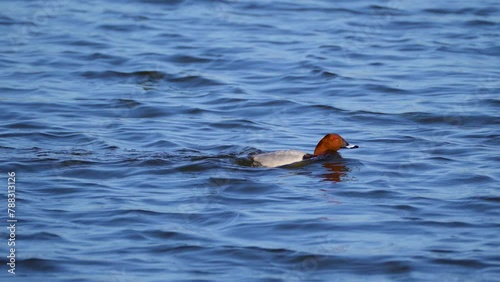 duck with a red head swims on the lake